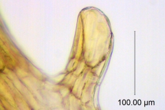 C. gronovii var. latiflora; NJ, Moldenke, 21598, (SMU)