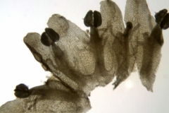 Cuscuta gronovii var. latiflora; U.S.A. Idaho, Tidestrom 2802 (CAS)