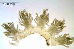 Cuscuta gymnocarpa; Galapagos Islands, Fagerlind & Wibom 3658 (S)