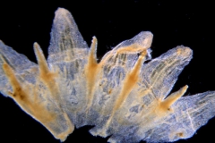 Cuscuta incurvata; Paraguay, Anisits 2395 (S)