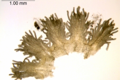 Cuscuta incurvata; Paraguay, Anisits 2395 (S)