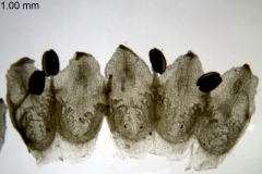 Cuscuta indecora var. longisepala; U.S.A. Texas, Runyon 2819 (NY)