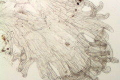 Cuscuta indecora var. indecora; U.S.A., California, Wolf 4392 (UC)