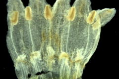 Cuscuta japonica; China, Bartholomew et al. 883 (NY)