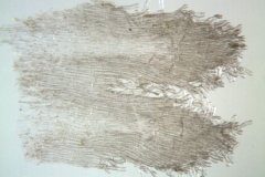 Cuscuta japonica; China, Bartholomew et al. 883 (NY)