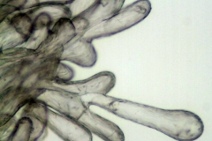 Cuscuta japonica; China, Bartholomew et al. 883 (NY)