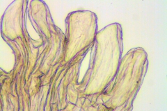 Cuscuta leptantha; Mexico, Van Devender & Reina 2000-933 (WLU)