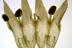 Cuscuta leptantha; Mexico, Van Devender & Reina 2000-933 (WLU)