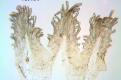 Cuscuta leptantha; Mexico, Van Devender & Reina 2000-933 (WLU)