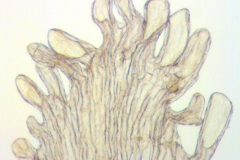 Cuscuta leptantha; Mexico, Van Devender & Reina 2000-933 (WLU)