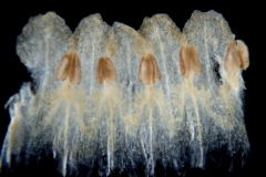 Cuscuta lupuliformis; Austria, Barta 2004-302 (NY)