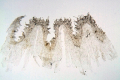 Cuscuta lupuliformis; Austria, Barta 2004-302 (NY)