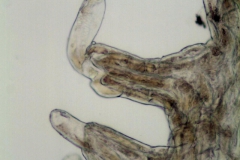 Cuscuta lupuliformis; Austria, Barta 2004-302 (NY)