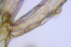 Cuscuta macrocephala; Mexico, Van Devender & Reina-G. 2006-872 (WLU)