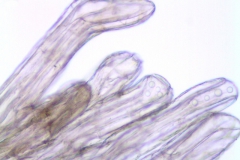 Cuscuta micrantha; Chile, Skottsberg 995 (S)