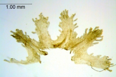 Cuscuta micrantha; Chile, Skottsberg 995 (S)