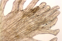 CCuscuta micrantha; Chile, Skottsberg 995 (S)