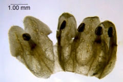 Cuscuta mitriformis; Mexico, Henrickson 13638 (RSA)