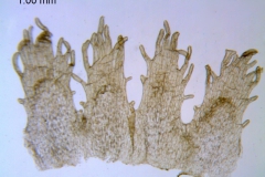 Cuscuta mitriformis; Mexico, Henrickson 13638 (RSA)