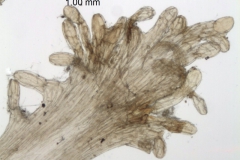 Cuscuta natalensis; South Africa, Rudatis 1319 (NBG)