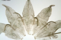 Cuscuta nitida; South Africa, Burgers 2649 (NBG)