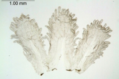 Cuscuta nitida; South Africa, Burgers 2649 (NBG)