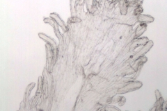 Cuscuta nitida; South Africa, Burgers 2649 (NBG)