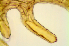 Cuscuta obtusiflora var. obtusiflora; Argentina, Arbo et al. 7973 (CTES)