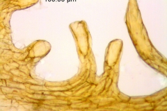 Cuscuta obtusiflora var. obtusiflora; Argentina, Arbo et al. 7973 (CTES)