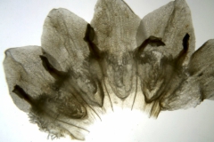 Cuscuta odorata; Ecuador, Jaramillo 10372 (AAU))