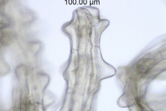 Cuscuta odorata; Ecuador, Jaramillo 10372 (AAU)