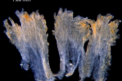Cuscuta partita; Brazil, Lindman 3481 (S)