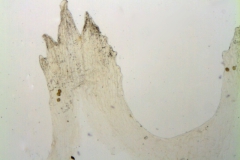 Cuscuta planiflora; Palestine, Musselman 10461 (RSA)