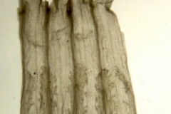 Cuscuta polyanthemos; Mexico, Wiggins 13153 (SD)