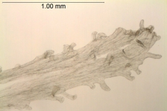 Cuscuta polyanthemos; Mexico, Wiggins 13153 (SD)
