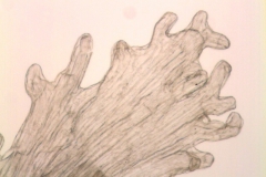 Cuscuta polyanthemos; Mexico, Wiggins 13153 (SD)