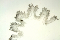 Cuscuta azteca (C. potosina var. globifera); Mexico, Pringle 11305 (F)