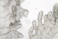 Cuscuta azteca (C. potosina var. globifera); Mexico, Pringle 11305 (F)