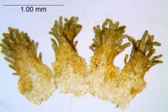 Cuscuta racemosa var. racemosa; Brazil, Pinheiro 55 (SPF)