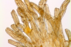 Cuscuta racemosa var. racemosa; Brazil, Pinheiro 55 (SPF)