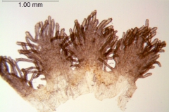 Cuscuta racemosa var. miniata; Brazil, Arbo et al. 5100 (K)