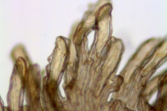 Cuscuta racemosa var. miniata; Brazil, Arbo et al. 5100 (K)