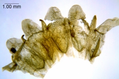 Cuscuta rostrata; North Carolina, Bozeman et al. 45268 (OSU)