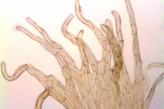 Cuscuta rostrata; North Carolina, Bozeman et al. 45268 (OSU)