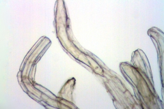 Cuscuta rostrata; North Carolina, Bozeman et al. 45268 (OSU)