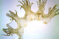 Cuscuta rostrata; North Carolina, Bozeman et al. 45268 (OSU)