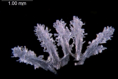 Cuscuta salina; U.S.A., Arizona, Hammond 10349 (NY)