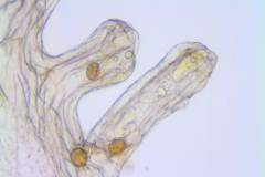 Cuscuta salina; U.S.A., Arizona, Hammond 10349 (NY)