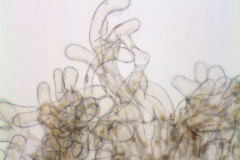 Cuscuta santapaui; Nepal, Nicolson 2796 (MO)