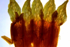 Cuscuta serrata; Brazil, Acevedo & Lopes 848 (RB)